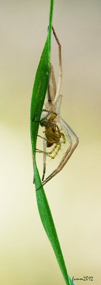 , Игорь ФУММ