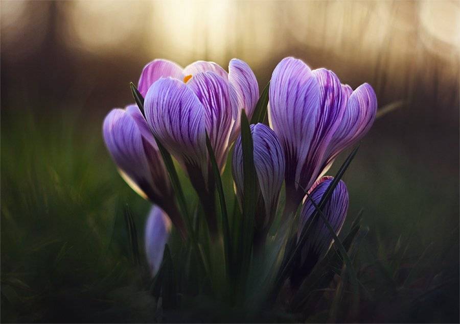 , Наталья Ова