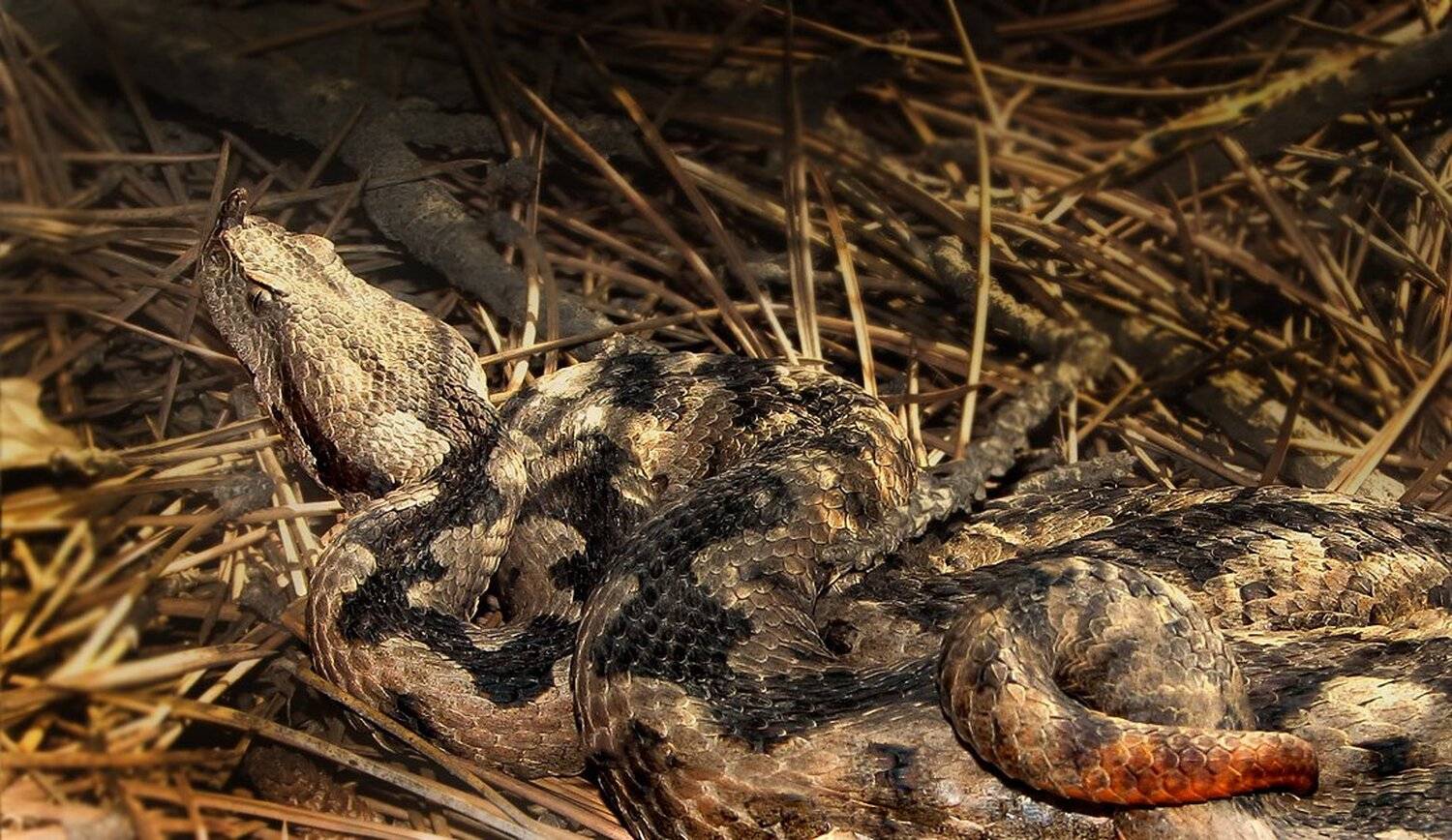 , Ирина Костова