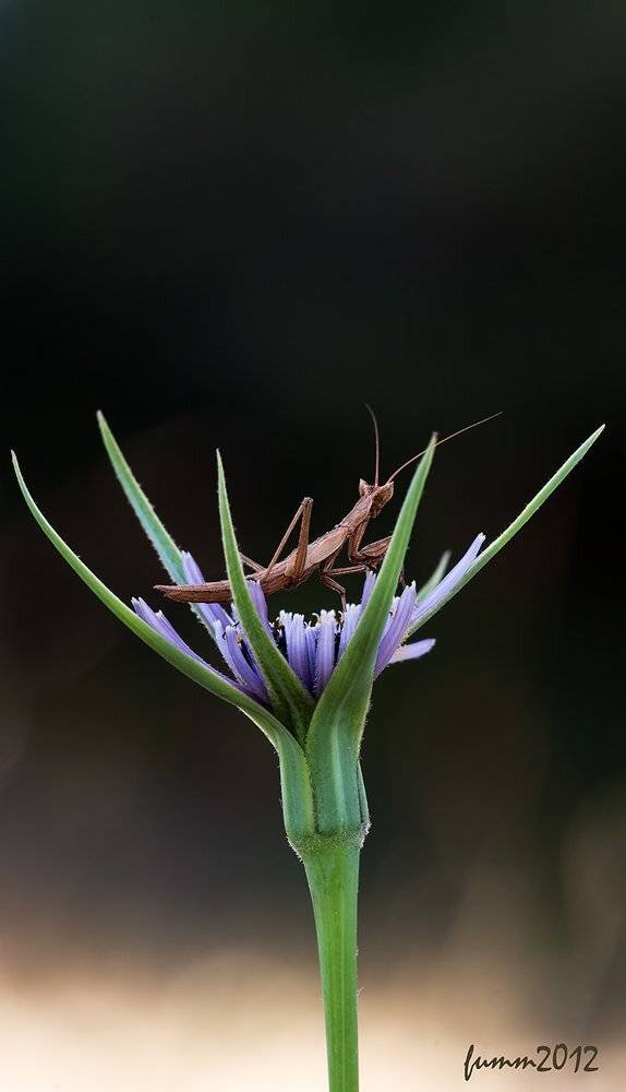 , Игорь ФУММ