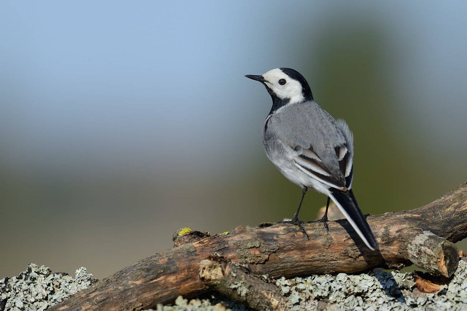 белая, трясогузка, Александр Малецкий
