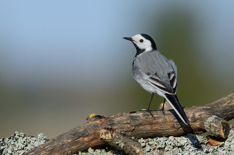 белая, трясогузка *** фото превью