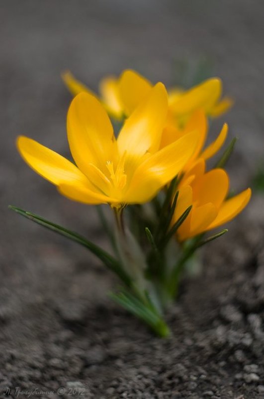 Скоро весна. Крокусы. фото превью