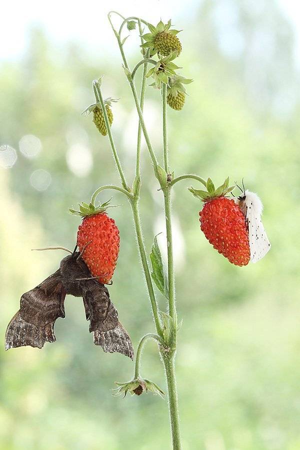 , Сергей Таланов