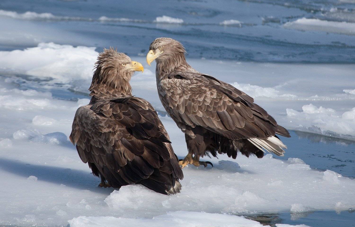 орлан, белохвостый, Евгений Слободской