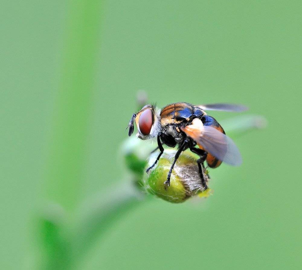 macro, closeup, макро,  gnilenkov, Alexey Gnilenkov