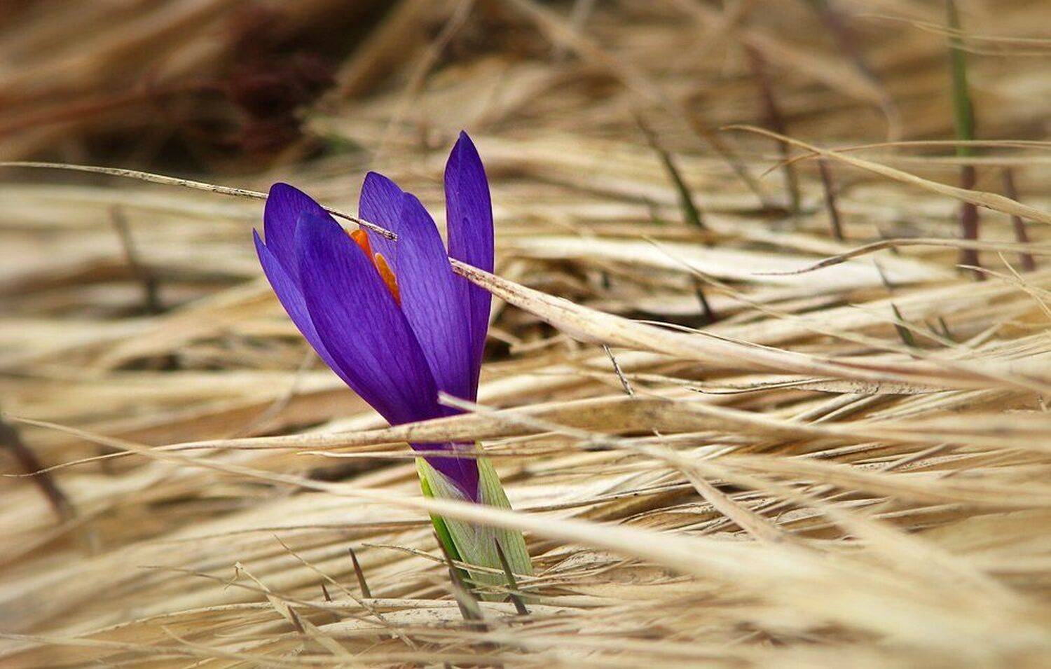 , Ирина Костова