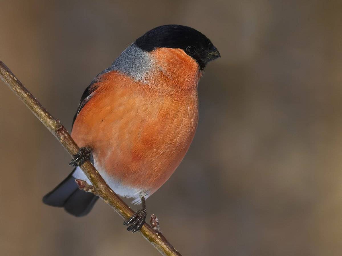 снегирь, Ляпустин Юра