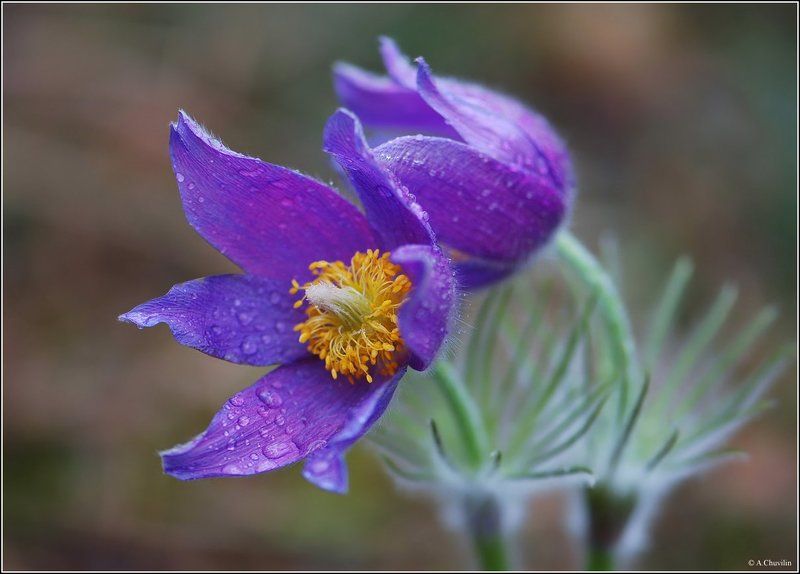 сон,трава,апрель Сон трава фото превью