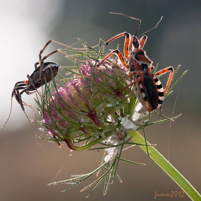 , Игорь ФУММ