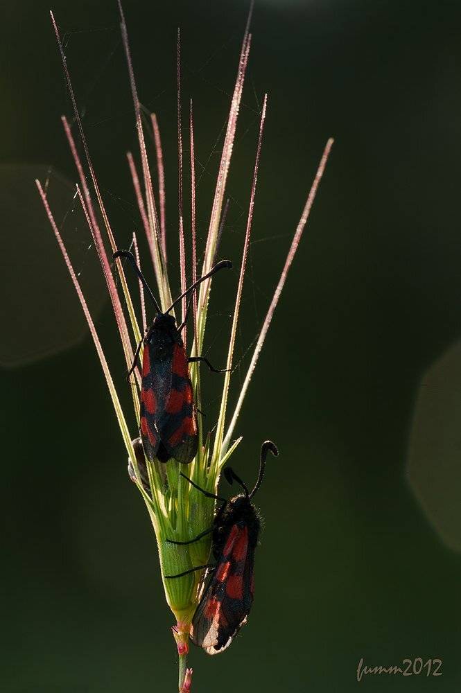 , Игорь ФУММ