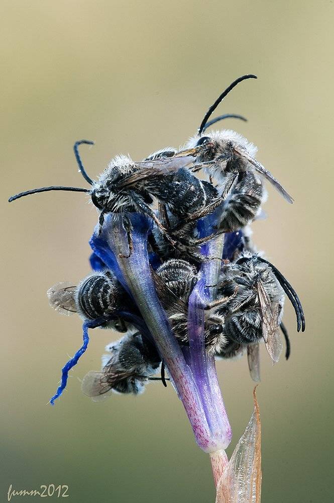 , Игорь ФУММ