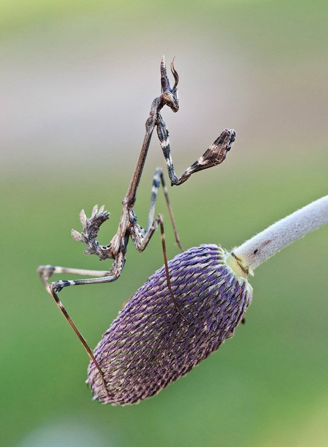 , Наум Пятов