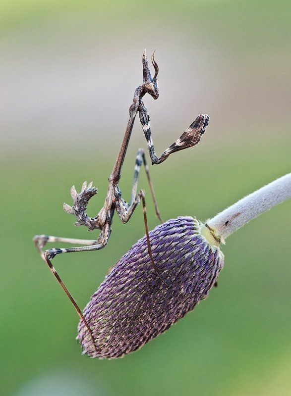 Эмпуза в гламуре фото превью
