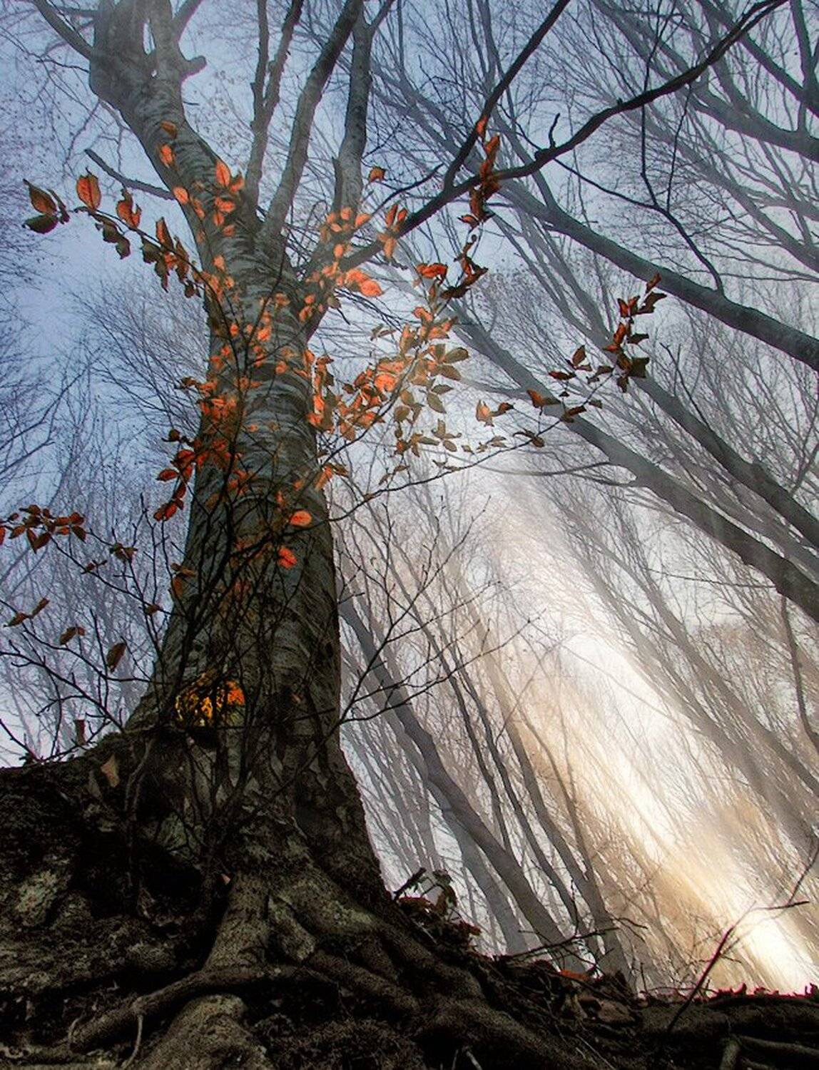 , Ирина Костова