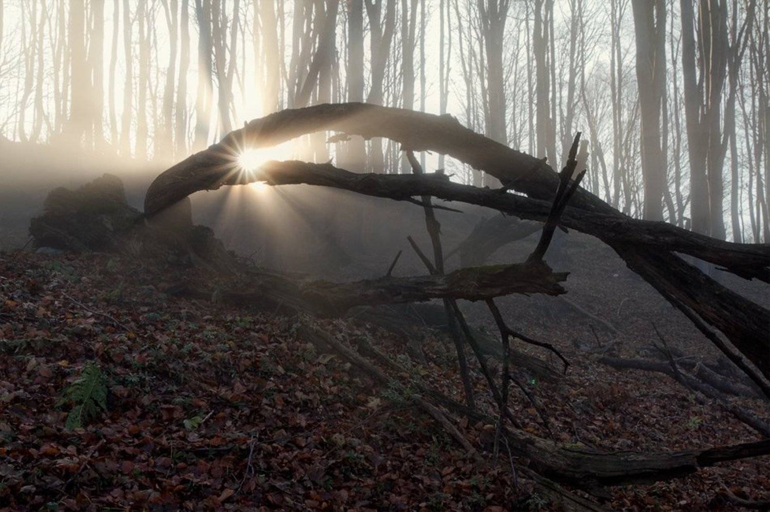 , Светозар Кръстев