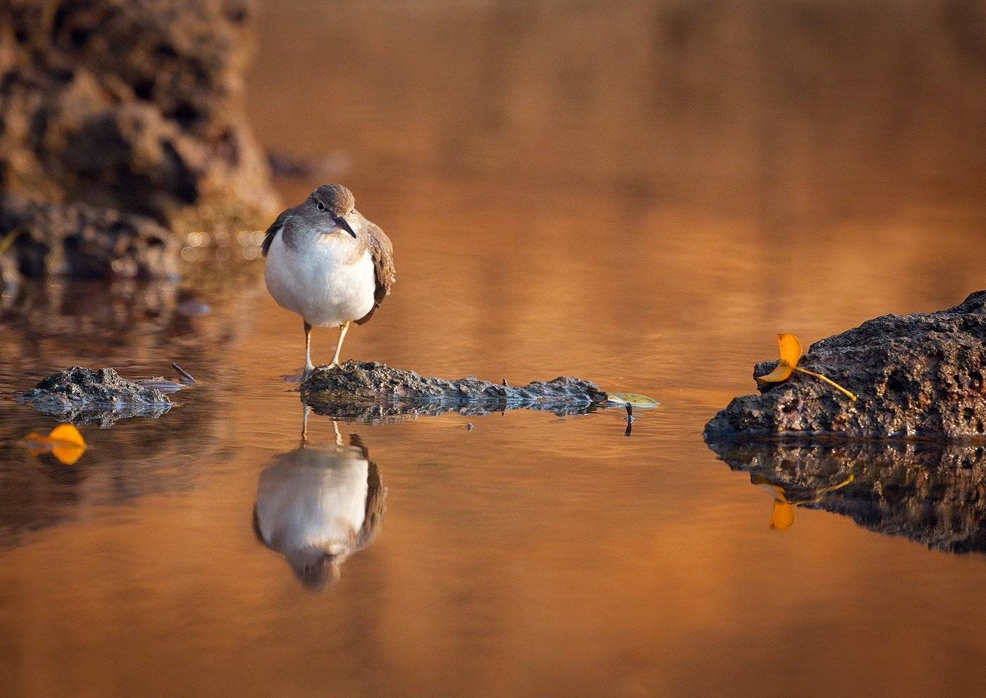 , Андрей Канышев