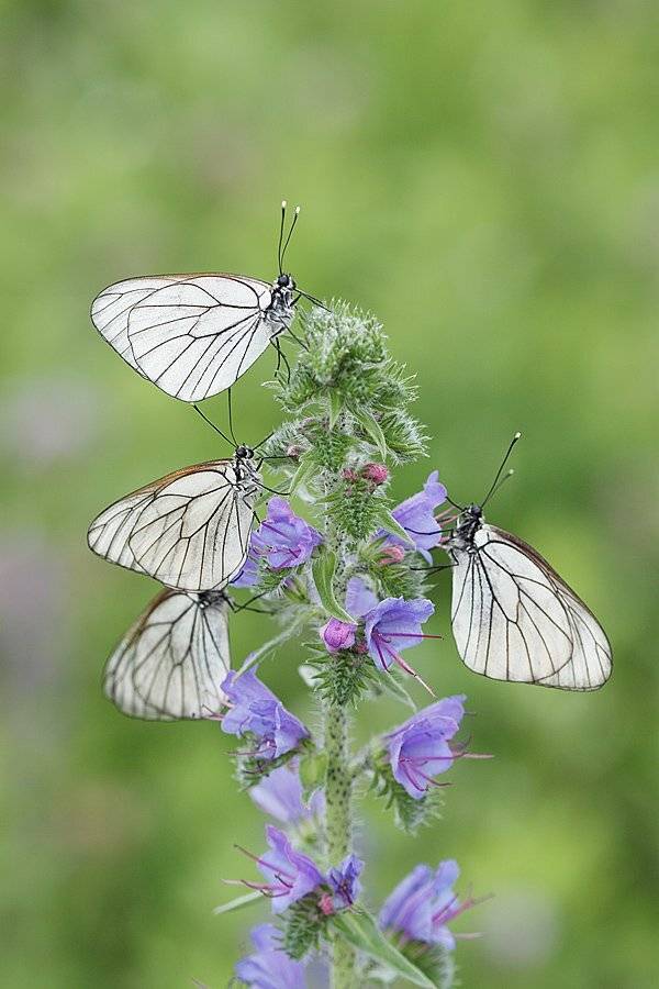 , Сергей Таланов
