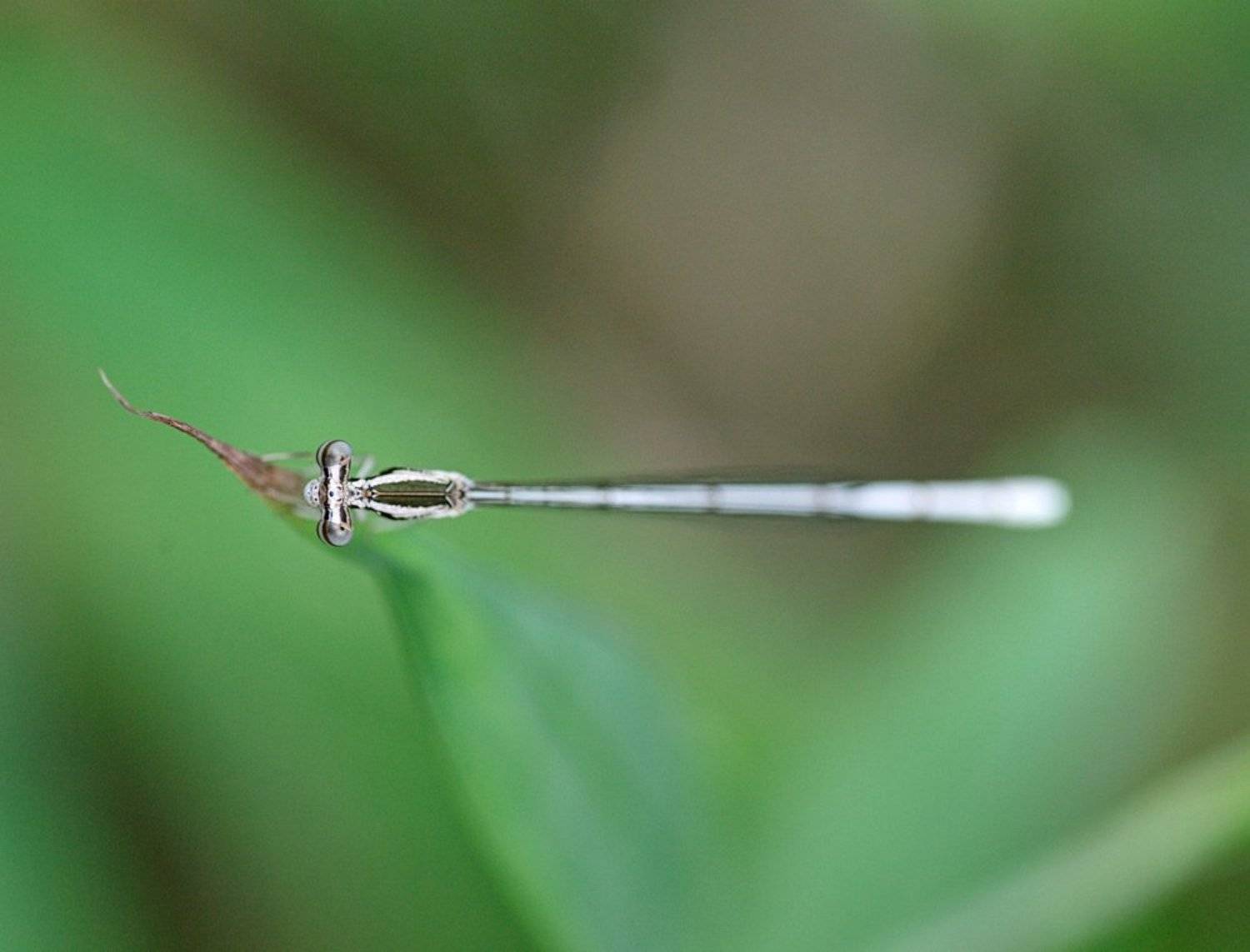 macro, closeup, макро,  gnilenkov, Alexey Gnilenkov