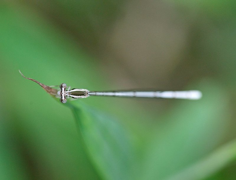 macro, closeup, макро,  gnilenkov Глаза в глаза... фото превью