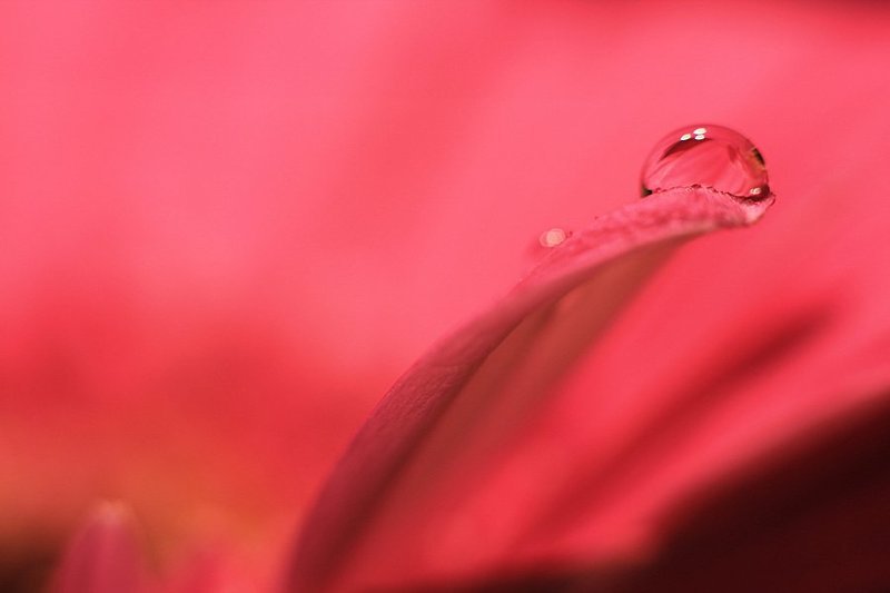 drops Pink drop фото превью