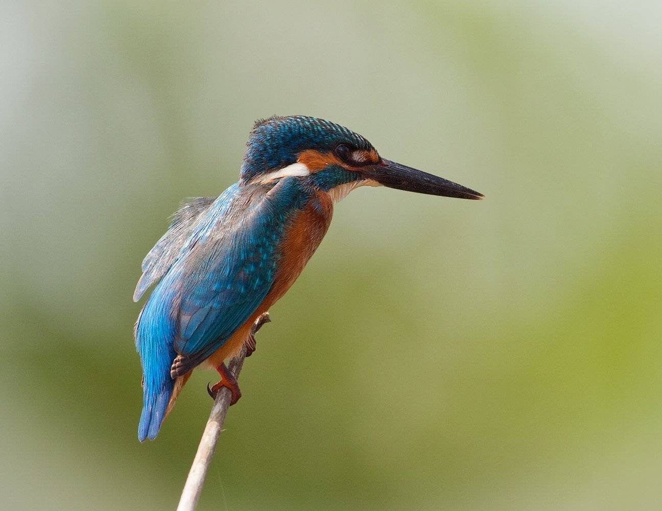 , Андрей Канышев
