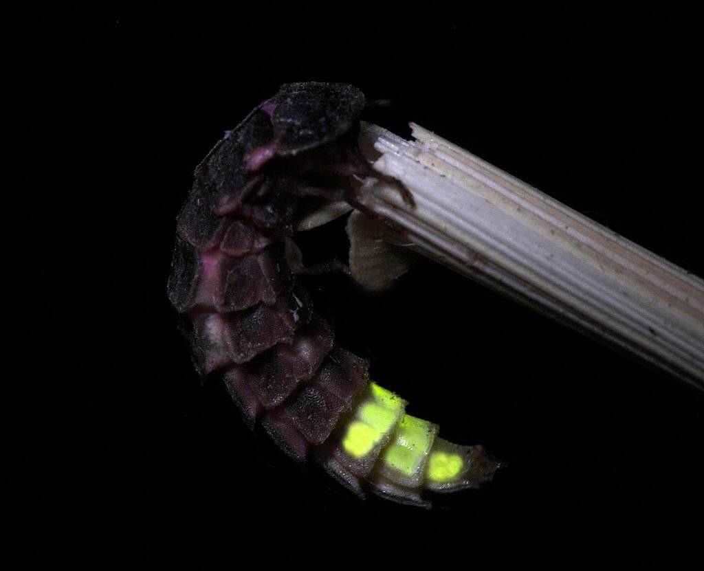 , Сергей Таланов