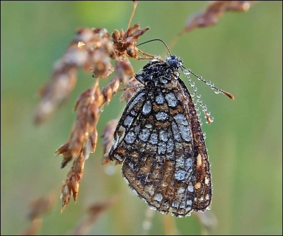 , Андрей Корочкин