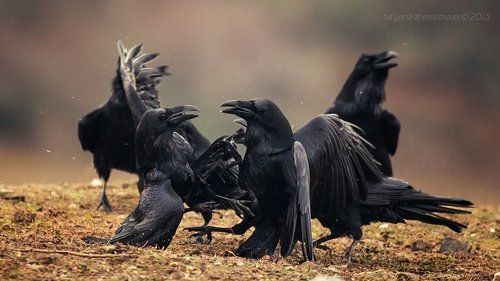 Бойцовский клуб II