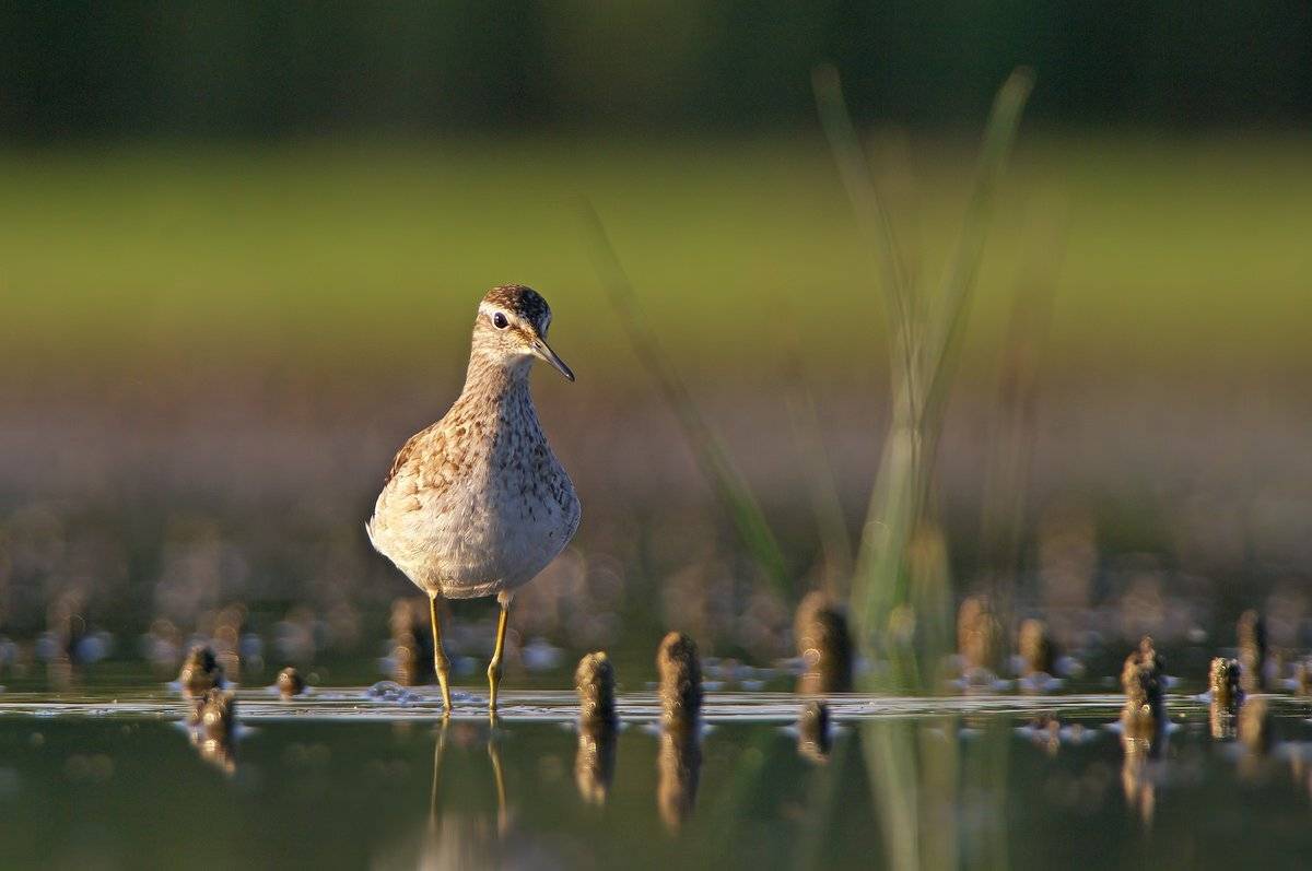 , Евгени Стефанов