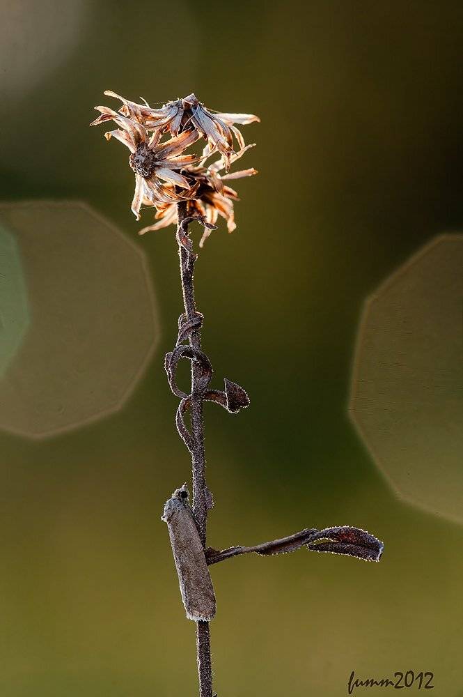 , Игорь ФУММ