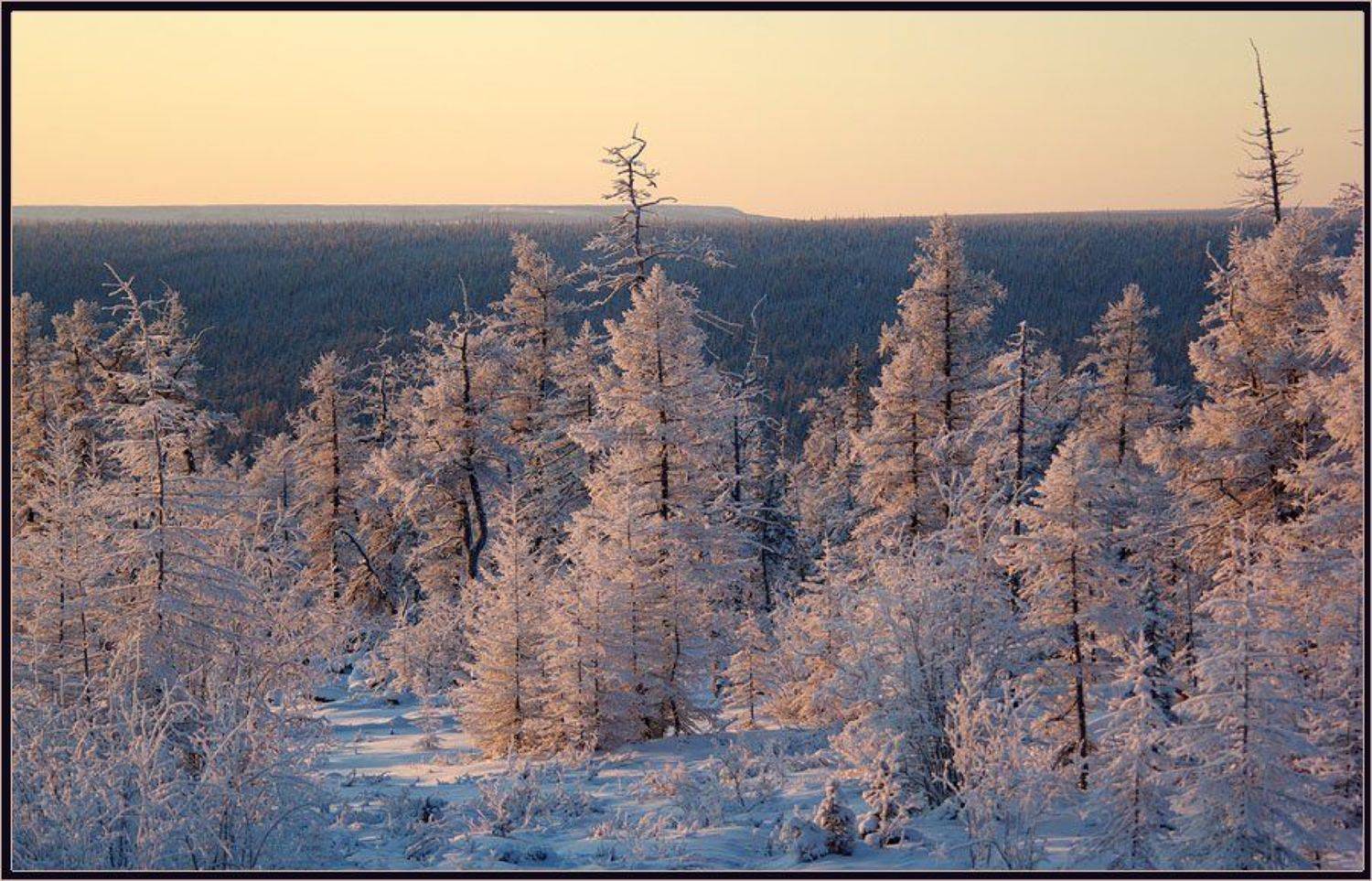 тайга, зима, утро, Солодухин Виктор