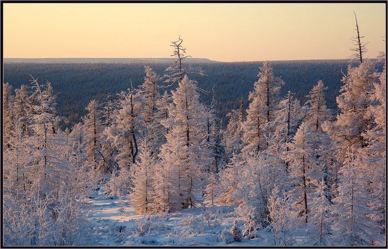 тайга, зима, утро Зимнее утро фото превью