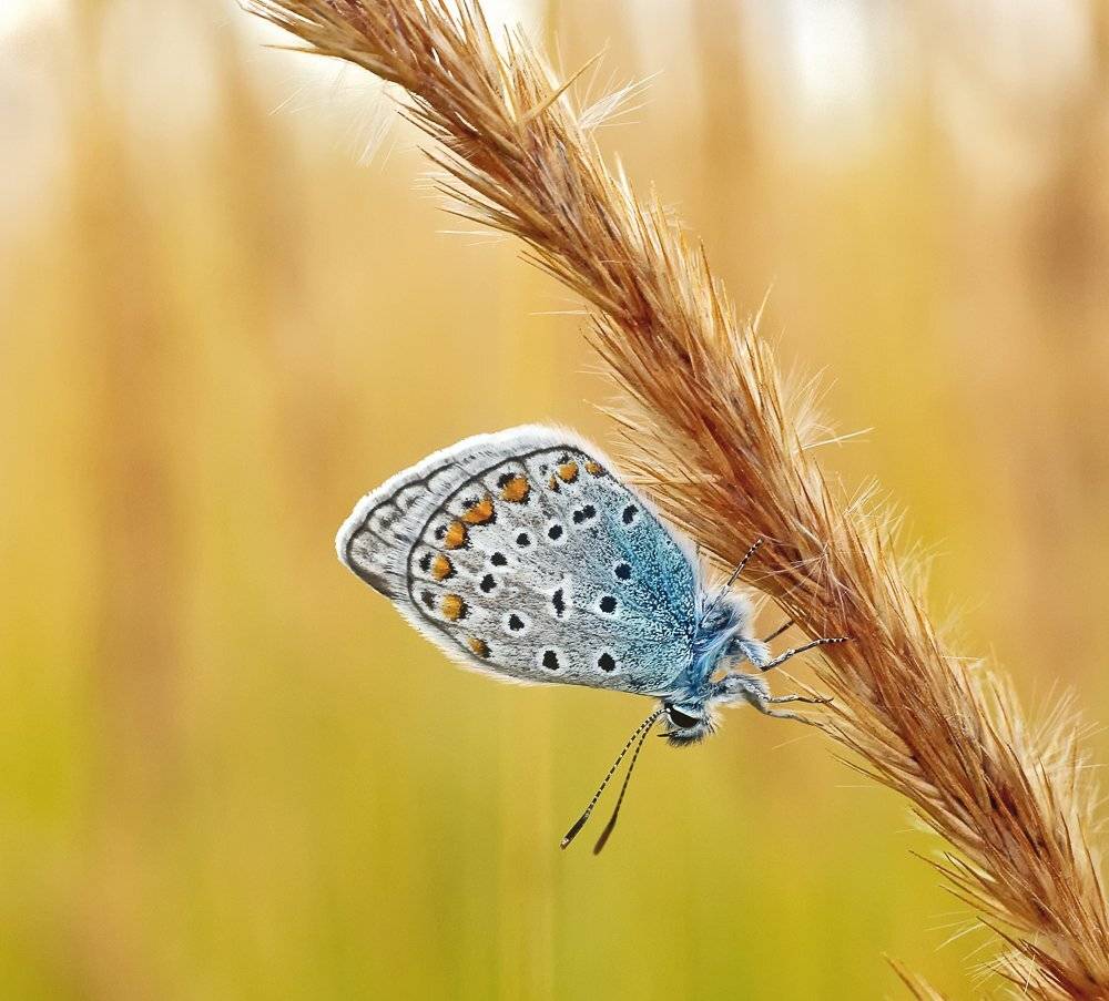 macro, closeup, макро,  gnilenkov, Alexey Gnilenkov