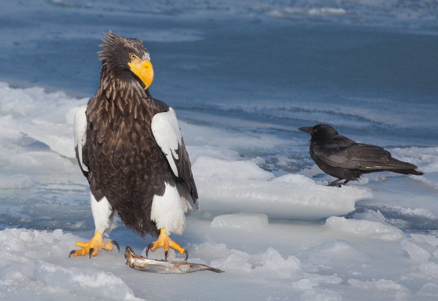 орлан, белоплечий, ворона, черная, Евгений Слободской