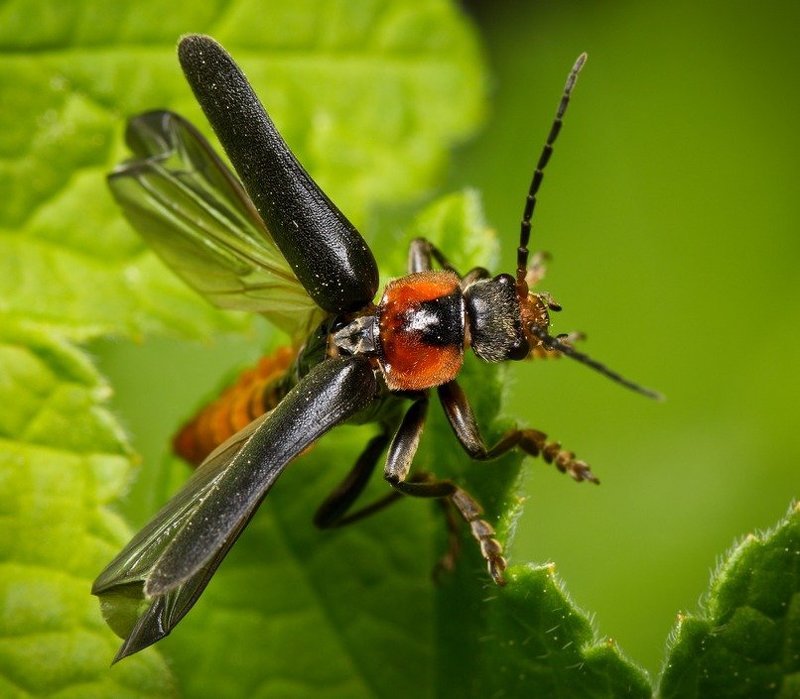 * фото превью