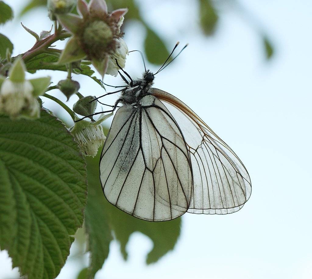 , Сергей Таланов