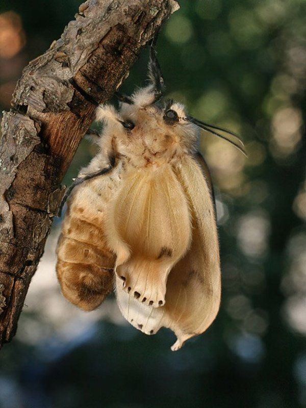 Расправка крыльев фото превью