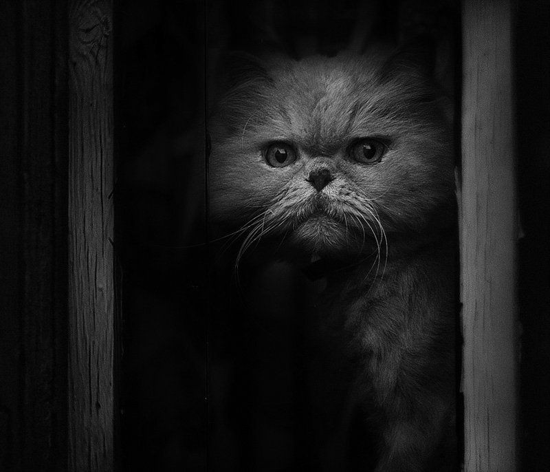 ... фото превью