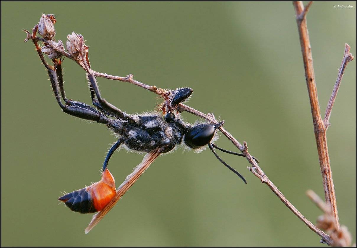 сон,утро,оса, Александр Чувилин