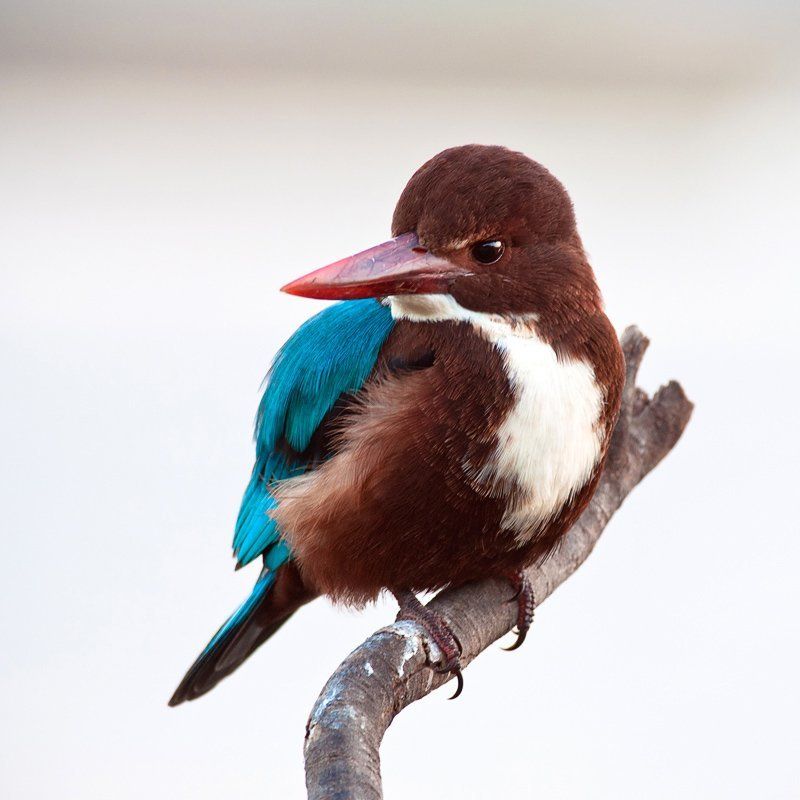 Не в духе фото превью