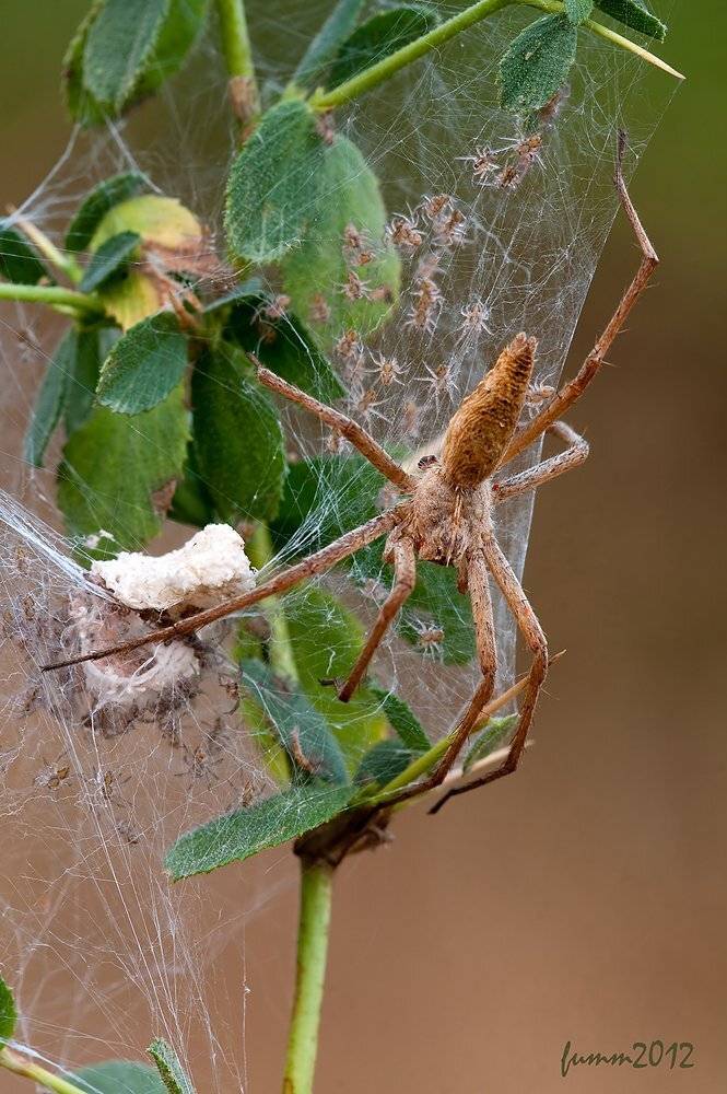 , Игорь ФУММ