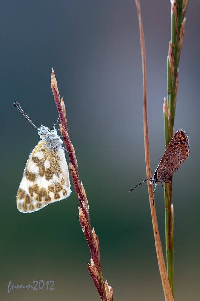 , Игорь ФУММ