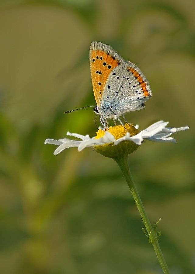 , Чепленко Алексей
