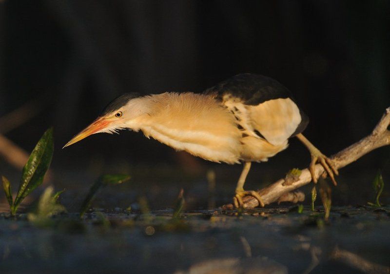 Little Bittern фото превью