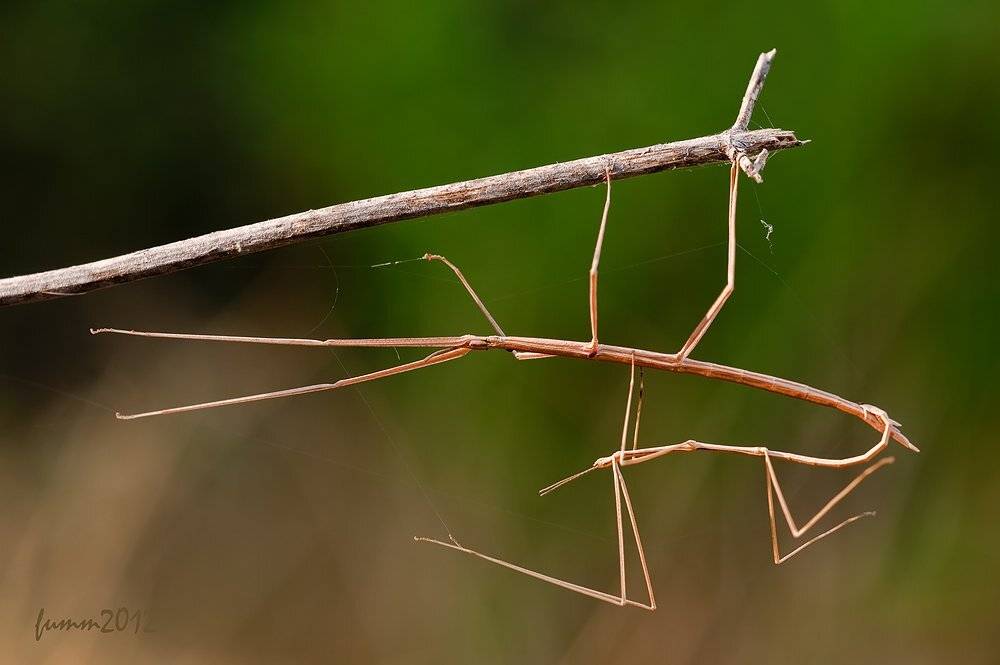 , Игорь ФУММ