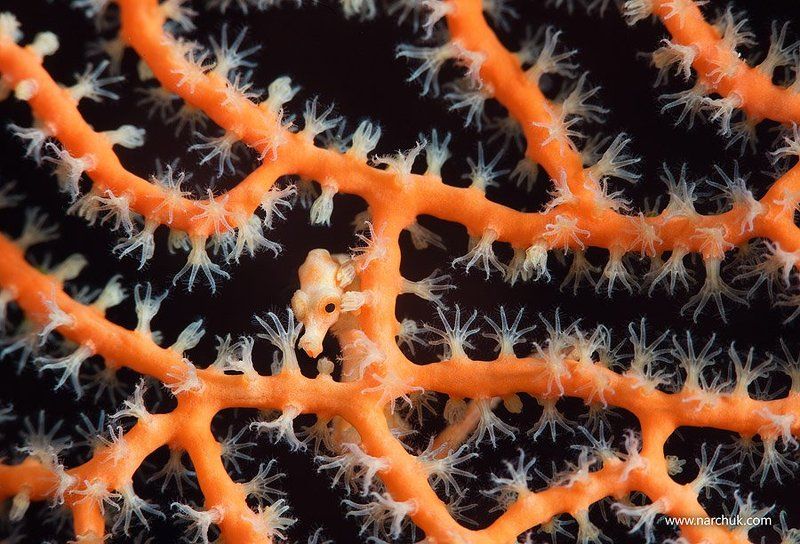 Кто здесь? фото превью