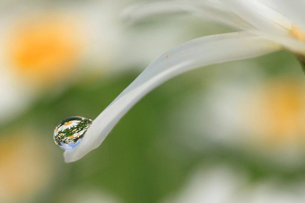 Капли, Капля, Лепестки, Макро, Отражение, Преломление, Ромашка, Sokolova Tatiana