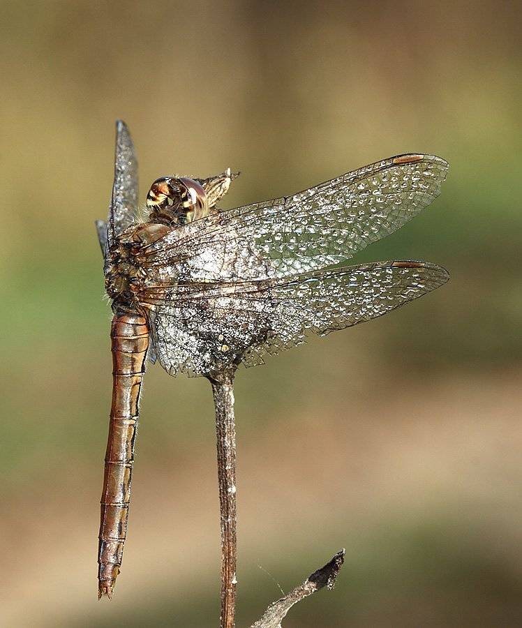 , Сергей Таланов