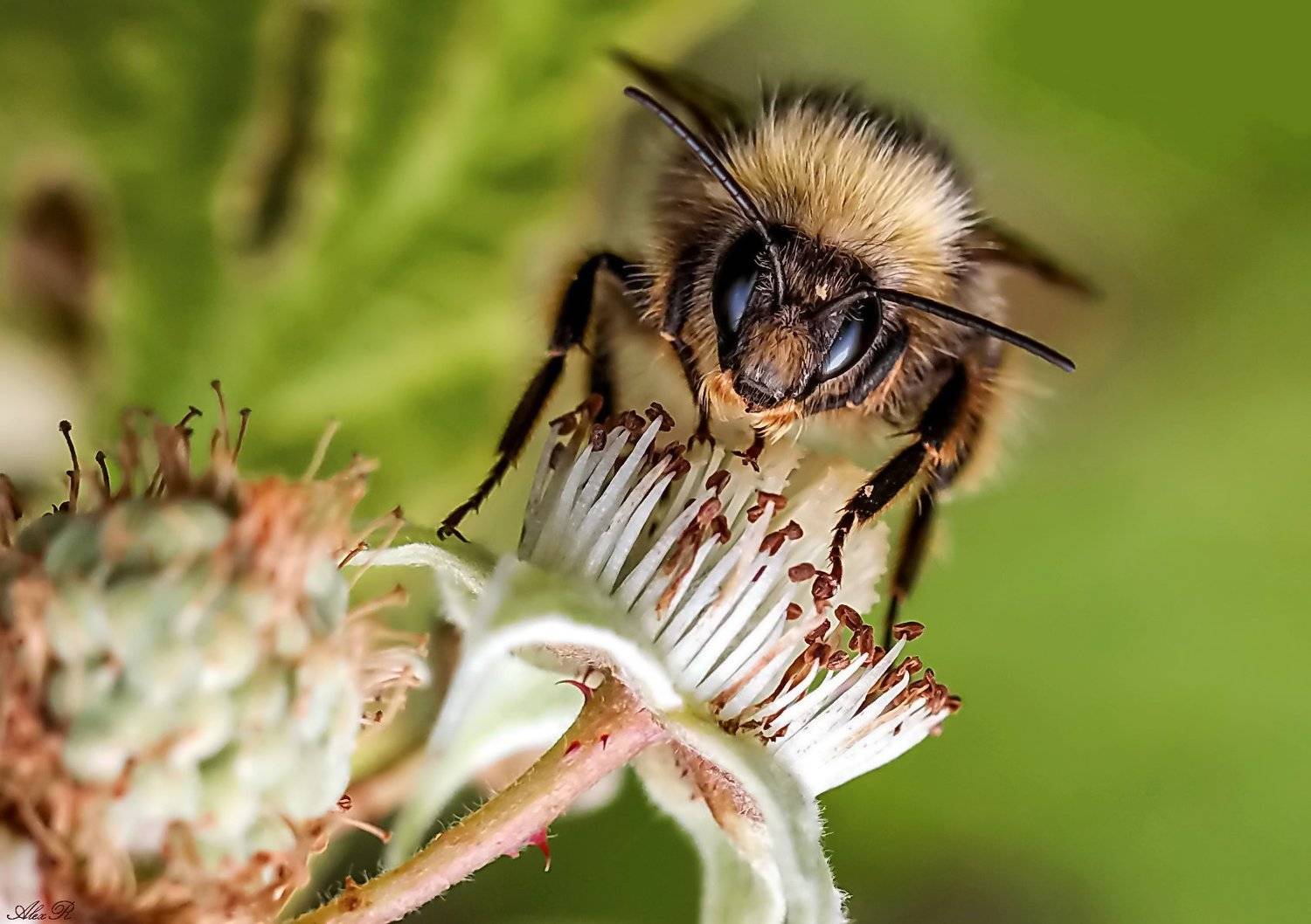 , Razgulyaev Aleksandr